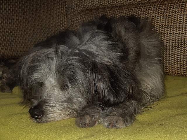 Hundetreffen 2019 im Allgäu (6)